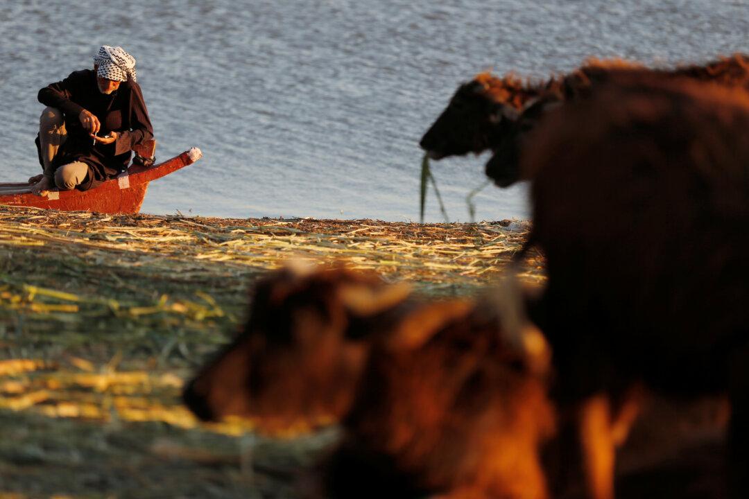 ‘Water Is Life’: Unexpected Rainfall Revives Iraq’s Historic Marshlands
