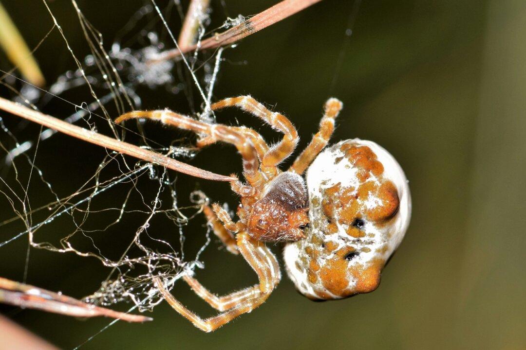 Australian Finds Weird-looking ‘Sushi-Spider’ on Stairs