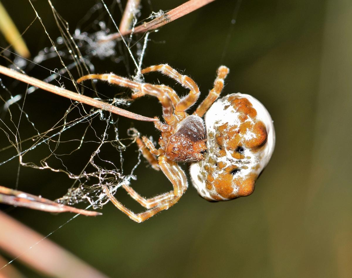 Australian Finds Weird-looking ‘Sushi-Spider’ on Stairs