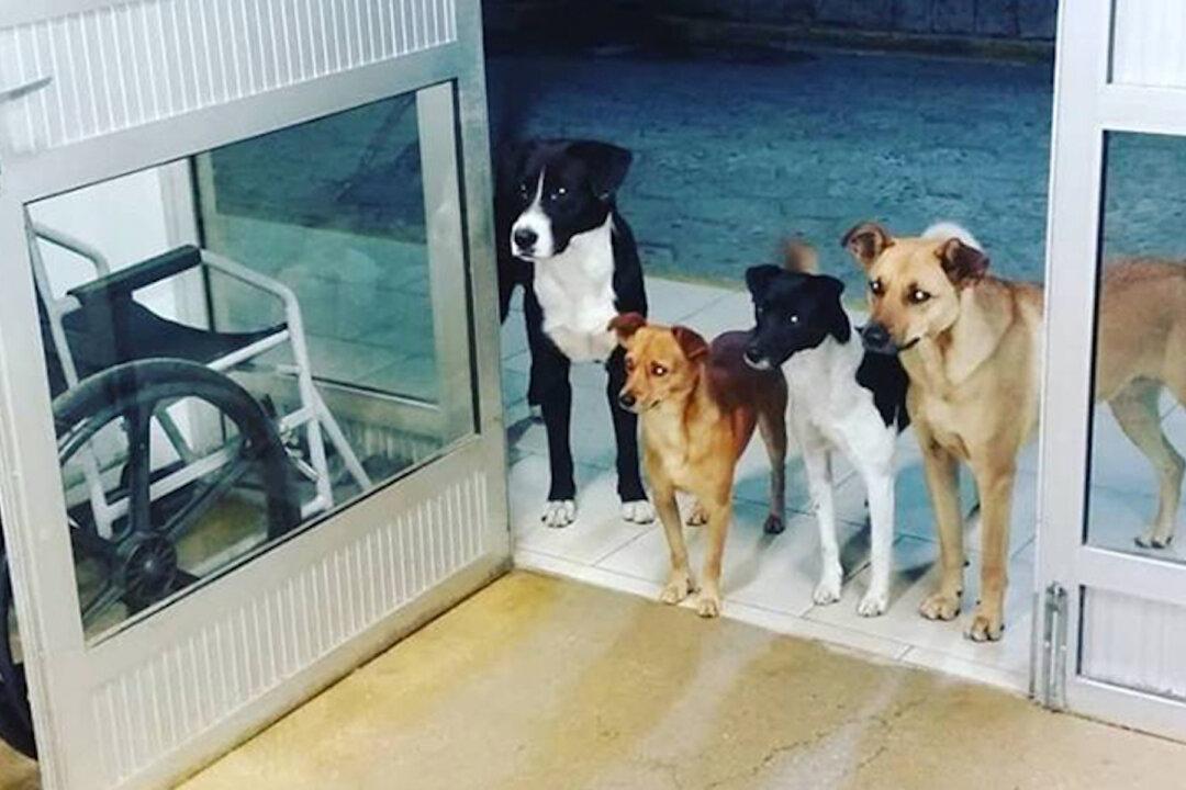 Gang of Dogs Turn Up at Hospital to Wait for Homeless Owner Who’s Being Treated Inside