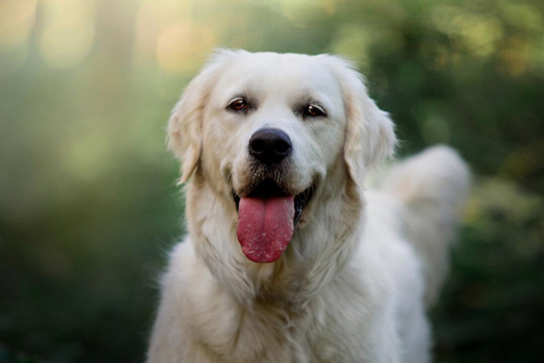 California Family Returns Home a Month After Deadly Wildfires to Find Loyal Dog Waiting