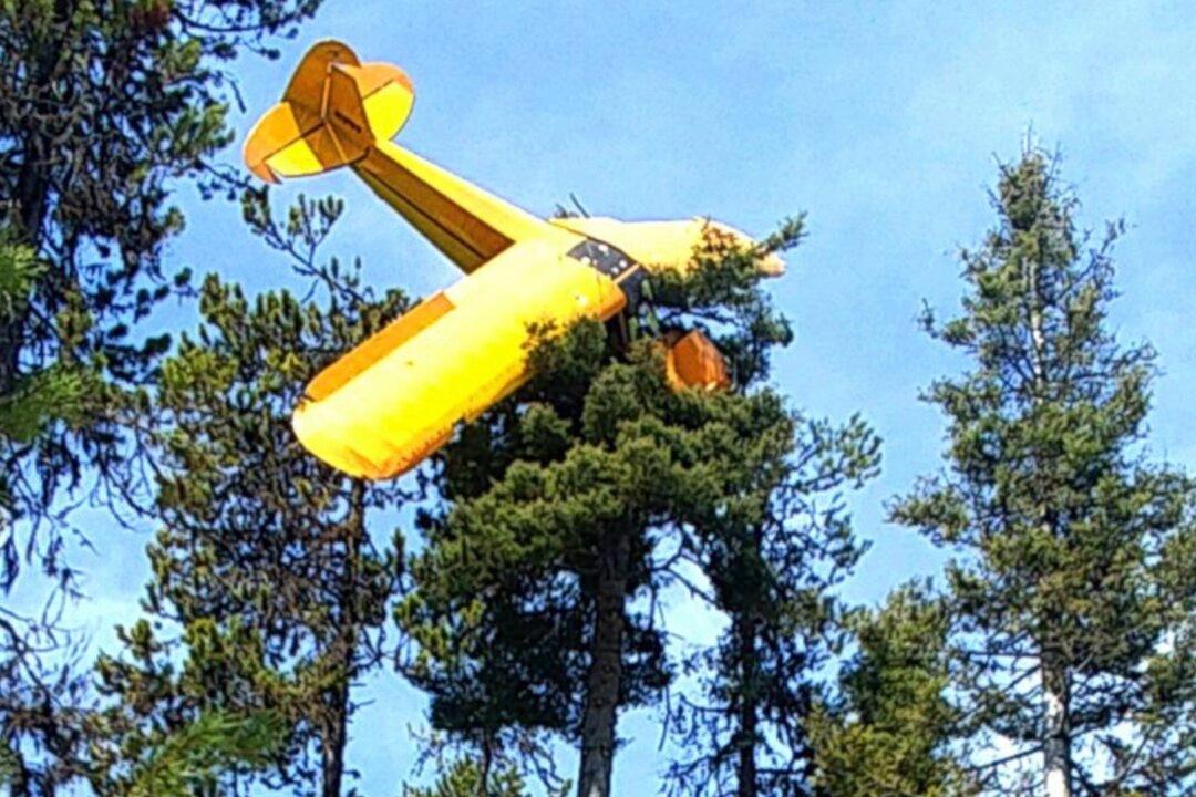 Pilot Rescued From Plane That Crash-Landed Atop Idaho Tree