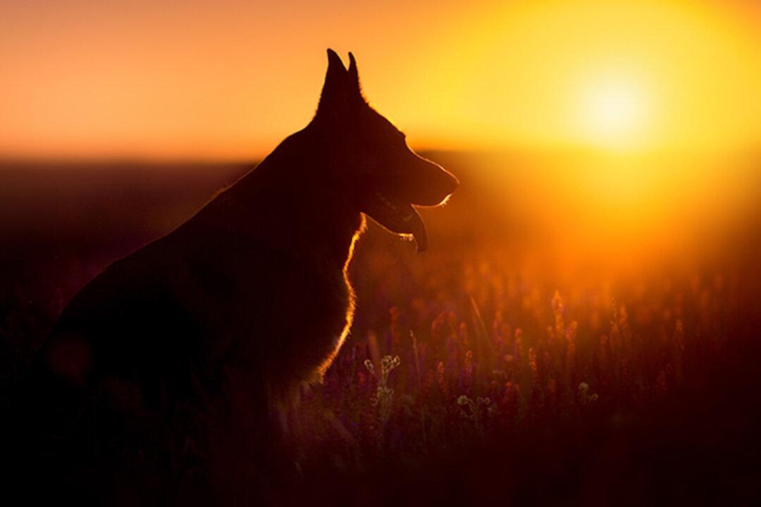 Desperate German Shepherd Near Death Is Rescued and Makes an Astonishing Comeback