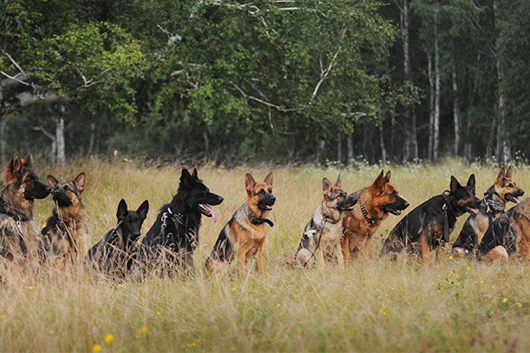 Marine Couldn’t Fly Dogs to His Next Base, so a Super-Rich Stranger Offers Up Her Jet