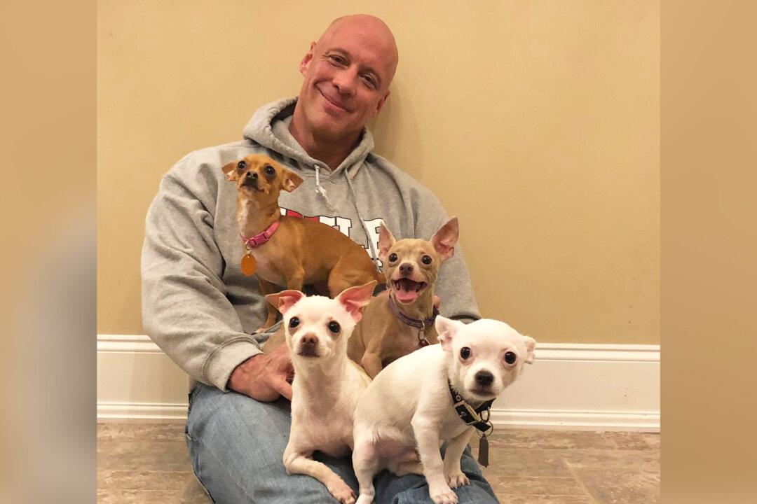 Heartbroken Man Who Was Saved by a Chihuahua Goes on a Mission Rescuing Over 50 Tiny Dogs