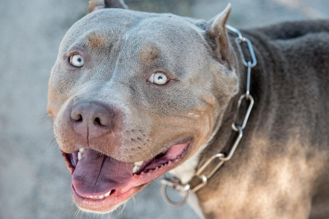 Parents Can’t Make Baby With Bad Flu Feel Better, Then Rescued Pitbull Enters