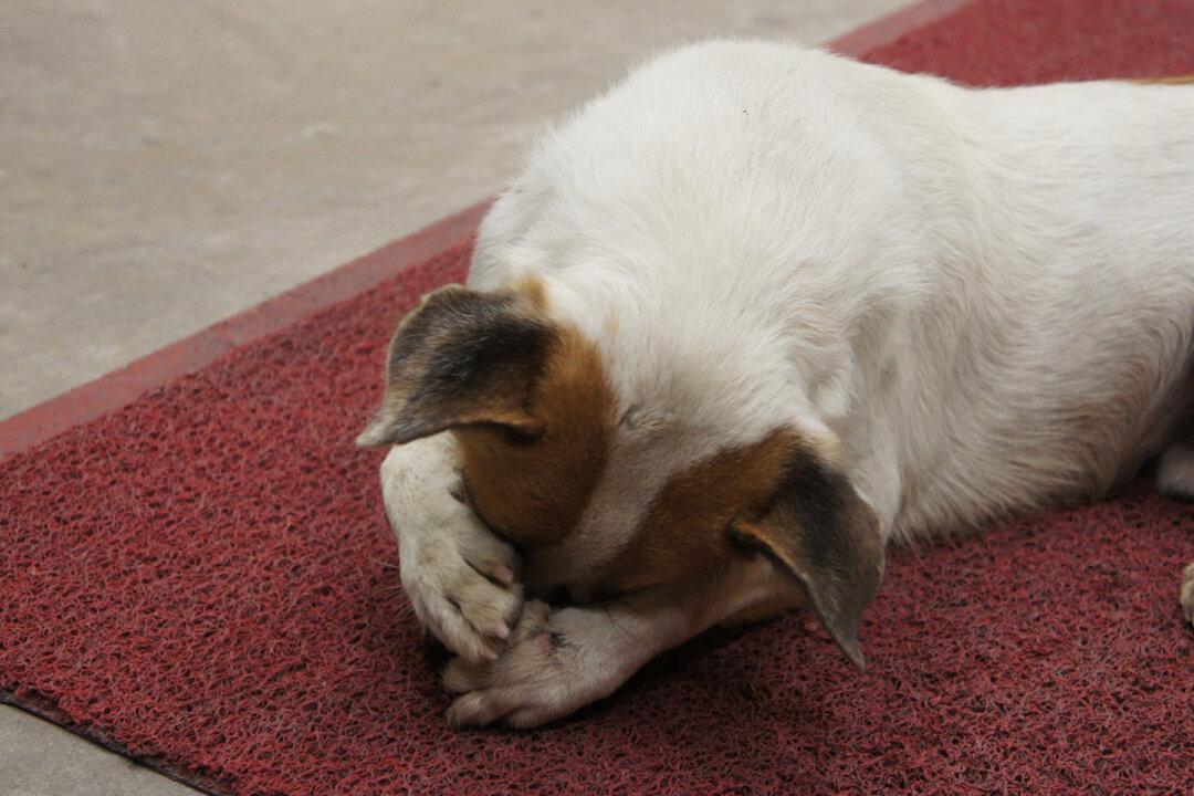 Stray Dog Was Freezing in Cold. What Woman Does Next, Pooch Couldn’t Be More Thankful