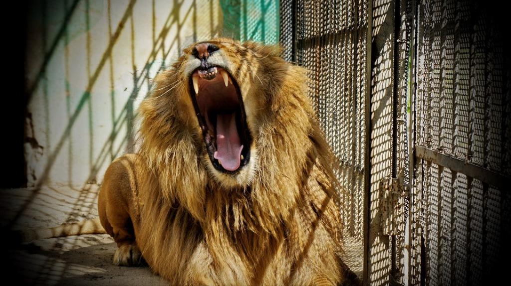 54 Lions Slaughtered in 2 Days: Investigators Expose Horrific Farms Where Lions and Tigers are Bred and Killed