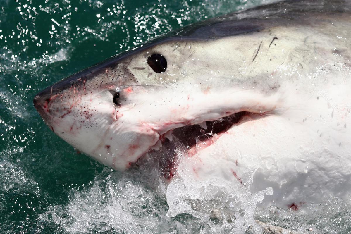 Shark Bites Kayak Leaving Teeth Behind in Terrifying Attack Off California