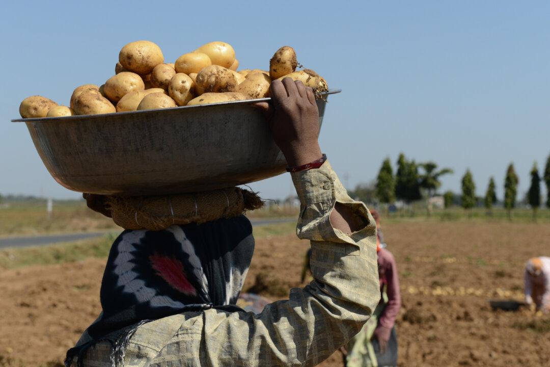 PepsiCo Offers to Settle With Indian Farmers After Suing Them for Growing Potato Used to Make Lay’s Chips
