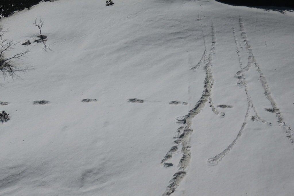 Indian Army Shares Photographs It Claims Show Yeti Footprints