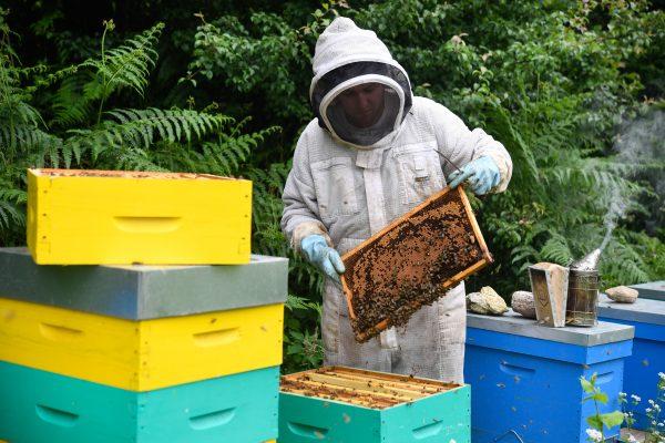 French apiculturist Thomas Le Glatin inspects honey frames on June 19, 2018 in Ploerdut, western France. (Fred Tanneau/AFP/Getty Images)