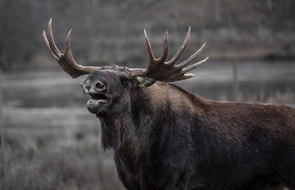 Man Carries Big Bag of Moose Poop to the Airport, Says It’s for Politicians