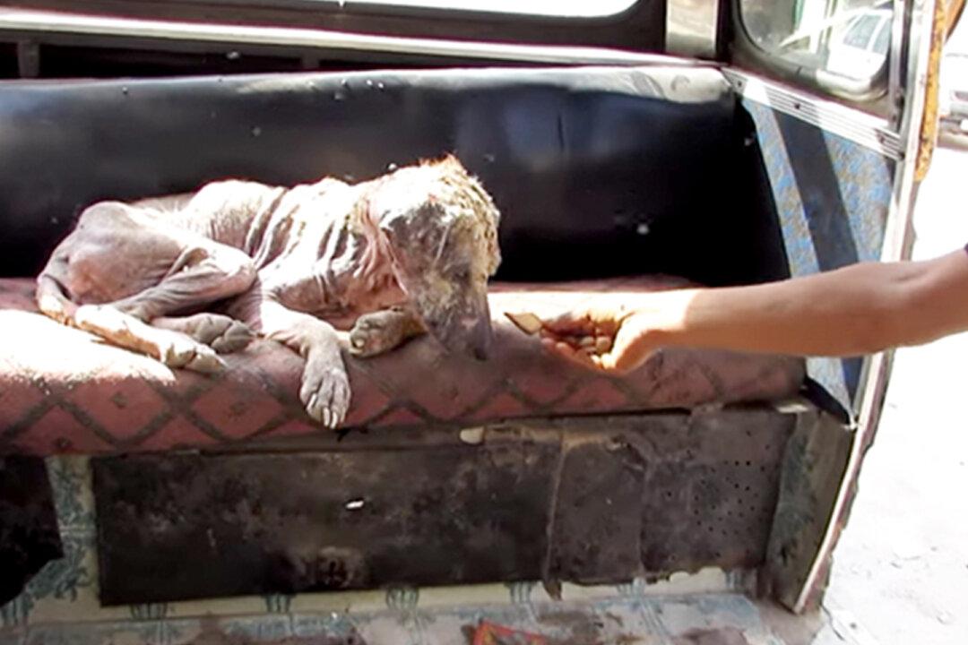 Stray Dog Turning Into ‘Stone’ Looked Like a ‘Mummy’ From Afar, Then a Miracle Happened