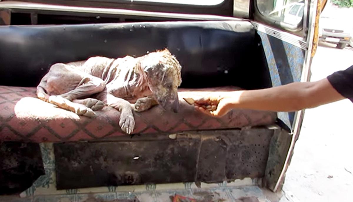 Stray Dog Turning Into ‘Stone’ Looked Like a ‘Mummy’ From Afar, Then a Miracle Happened