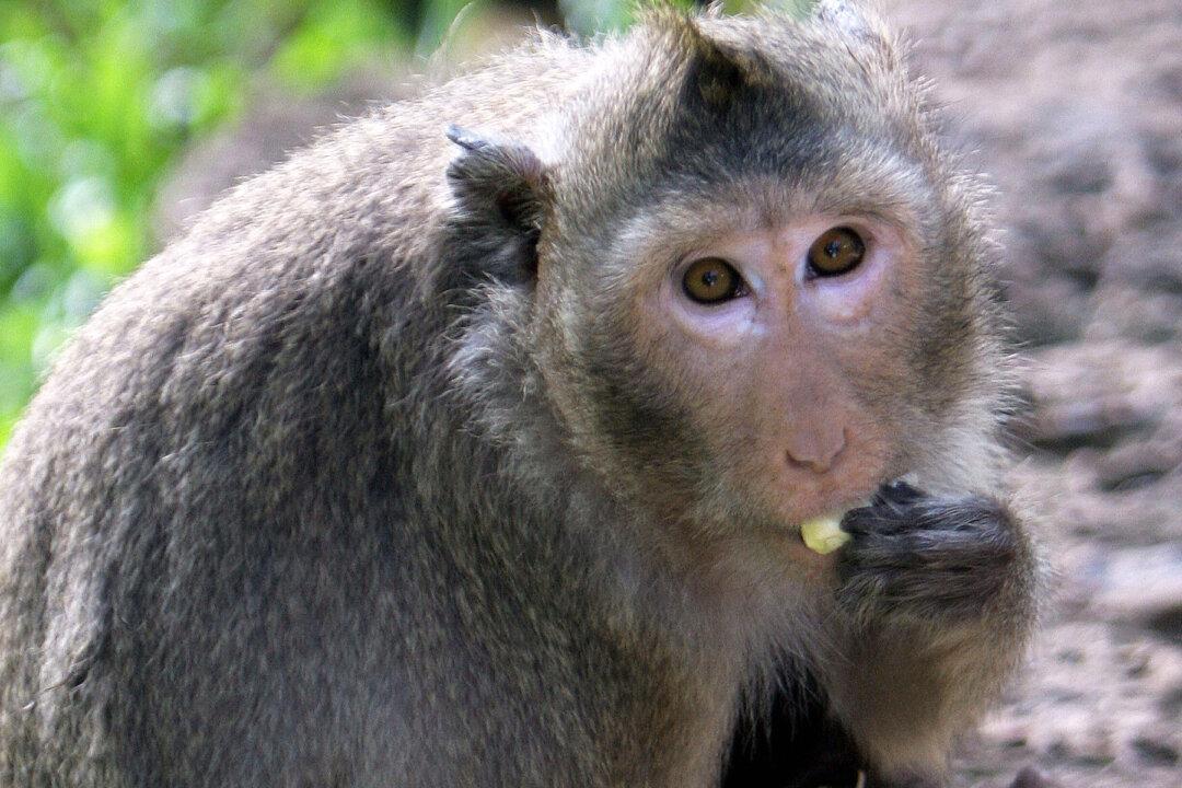 Monkey Shot Under the Right Eye With Harpoon Gun, Then One Lady Helps It Escape Death