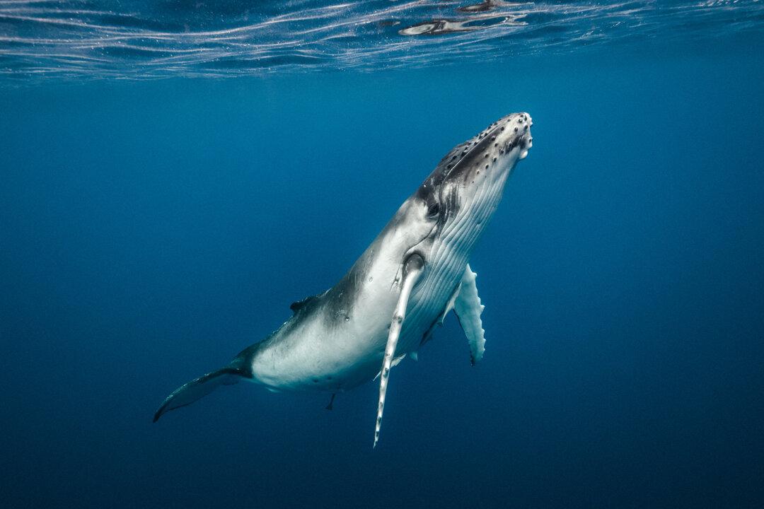Video: Surfer Gets Dangerously Close to Humpback Whales