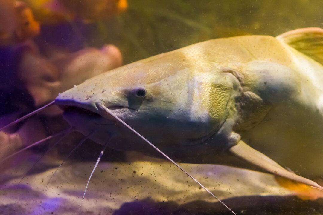 Angler Reels In 8-ft-Long Giant Albino Catfish, Weighing a Record-Breaking 194 Pounds