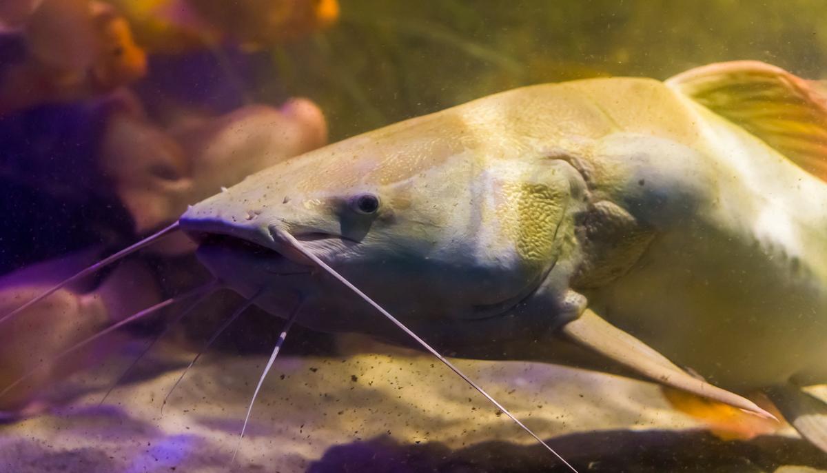 Angler Reels In 8-ft-Long Giant Albino Catfish, Weighing a Record-Breaking 194 Pounds