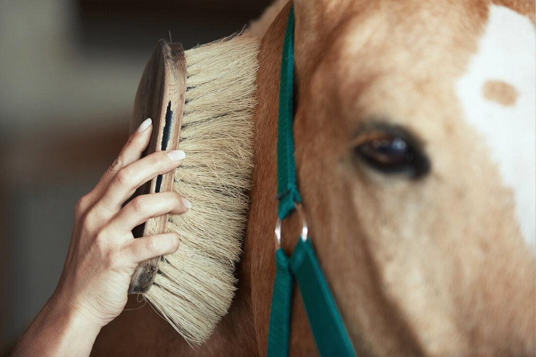 Foal With Majestic Birthmark That Looks Like Another Horse Draws Global Attention