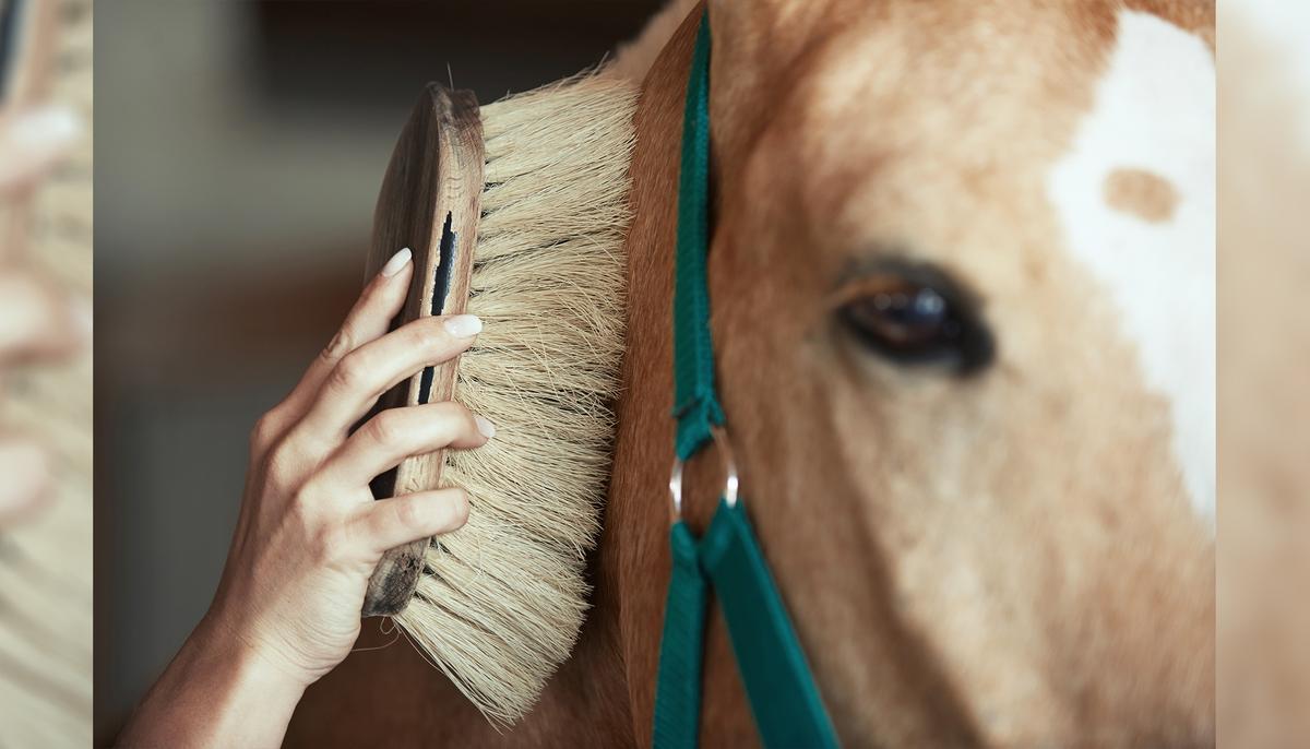 Foal With Majestic Birthmark That Looks Like Another Horse Draws Global Attention