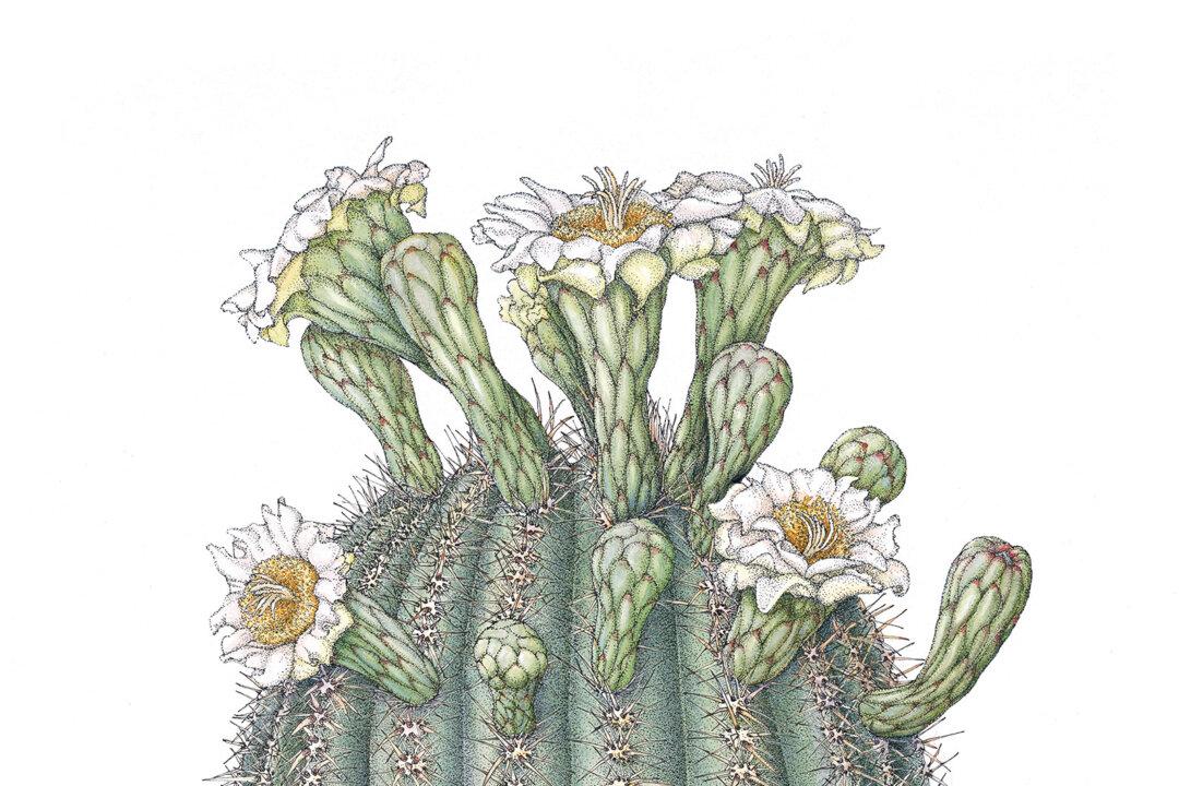 Treasuring the Flora of Our Great Nation