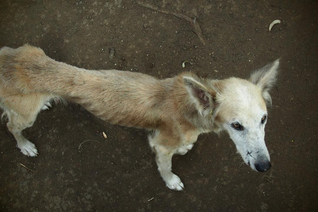 Starving Dog Was Almost Near Death, Miracle Unfolds When Animal Lovers Visit Her