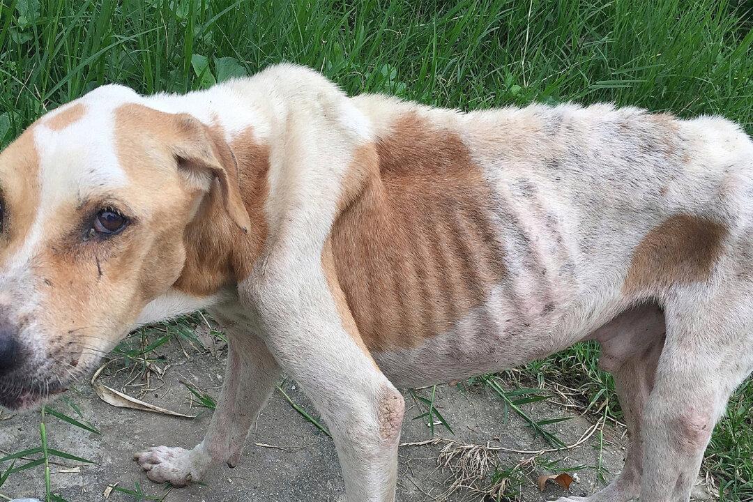 Neglected, Starving Dog Was Nearing Death, So Neighbors Decided to Do Something About It