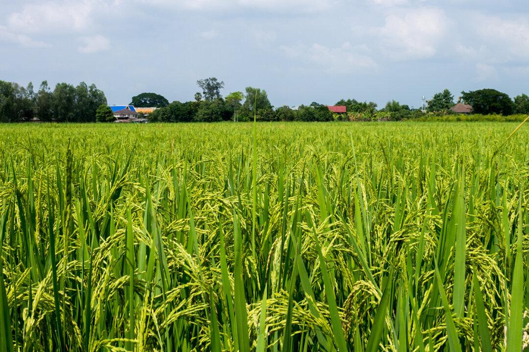 Man Gets Pulled Into Rice Fields by His Dog, You'll Never Guess What He Found