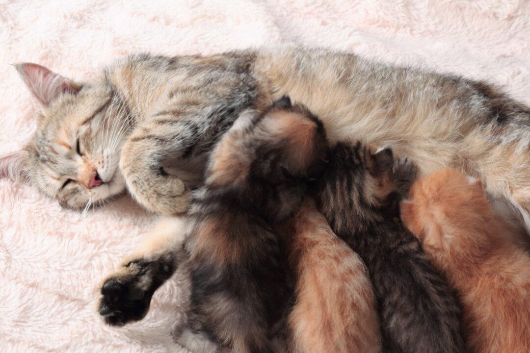 Heroic Cat Walks Through Fire to Rescue Her 5 Kittens From Brooklyn Garage Fire