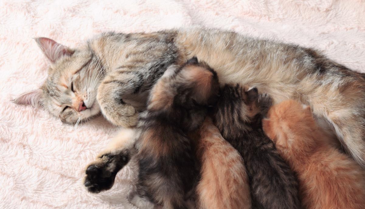 Heroic Cat Walks Through Fire to Rescue Her 5 Kittens From Brooklyn Garage Fire