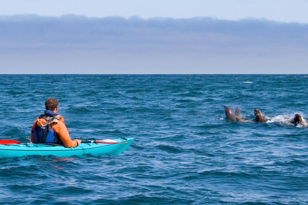 Crazy Moment As Seal ‘Slaps’ Kayaker Right in His Face With a Giant Octopus