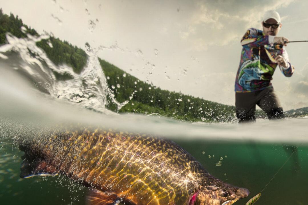 Fisherman on Po Delta Feels a Huge Tug–After 40 Minutes, He Reels In a 280-Pound Monster!