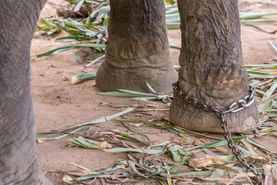 Baby Elephant Collapses With Exhaustion While Chained to Mom Giving Rides to Tourists