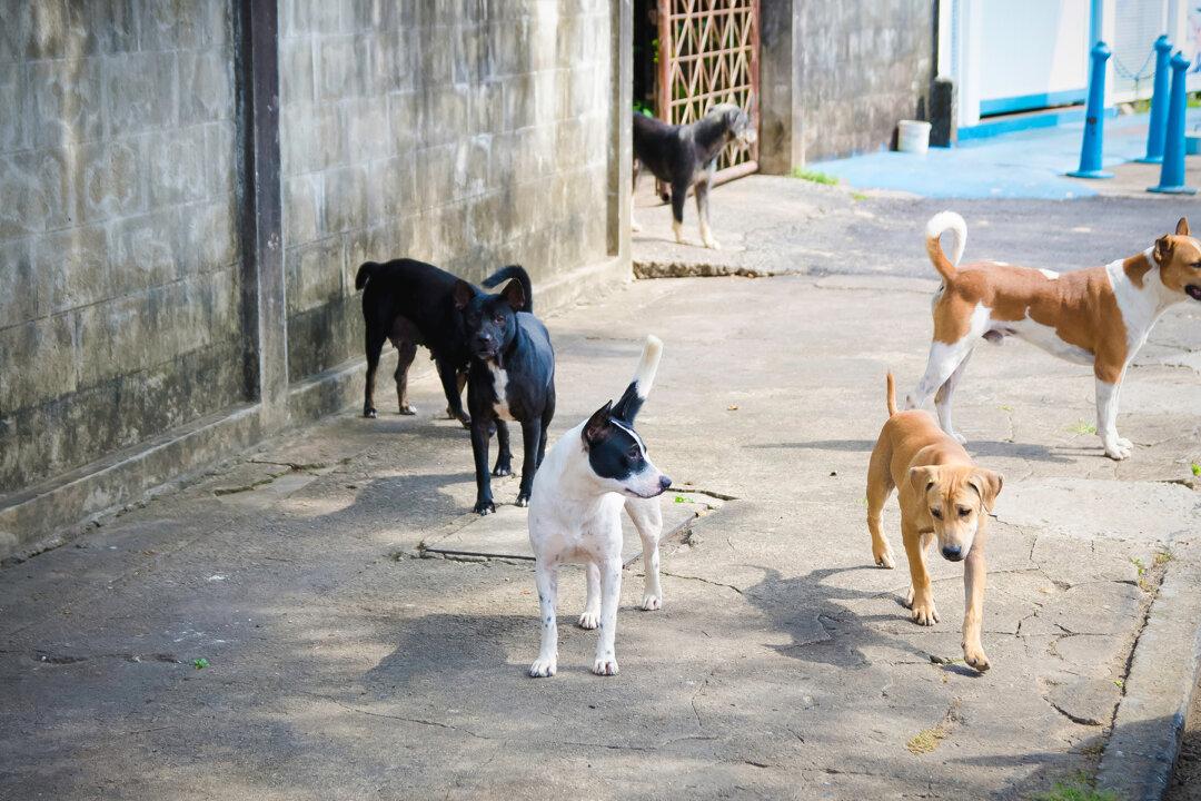 Photo of 6 Dogs ‘Guarding’ Hospital Door Goes Viral for One Incredible Reason
