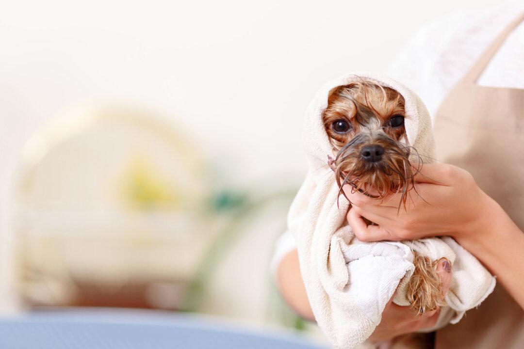 San Diego Hiker Rescues ‘Puppy' From a Canyon, but All Is Not As It Seems