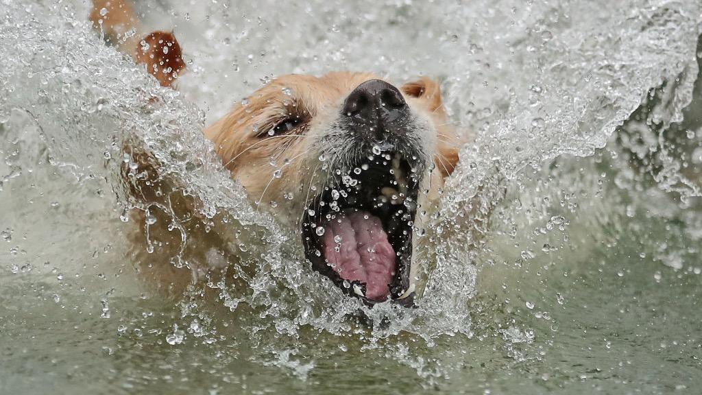 Police Identify Suspects In Case of Dog Thrown Off Cliff in England