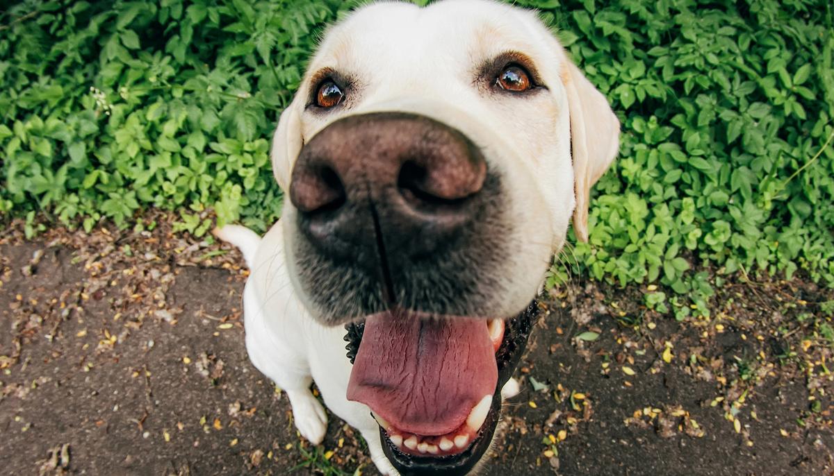 Bunny-Looking Critter Hops Around Sanctuary, Upon Closer Look, It’s Not What You Think