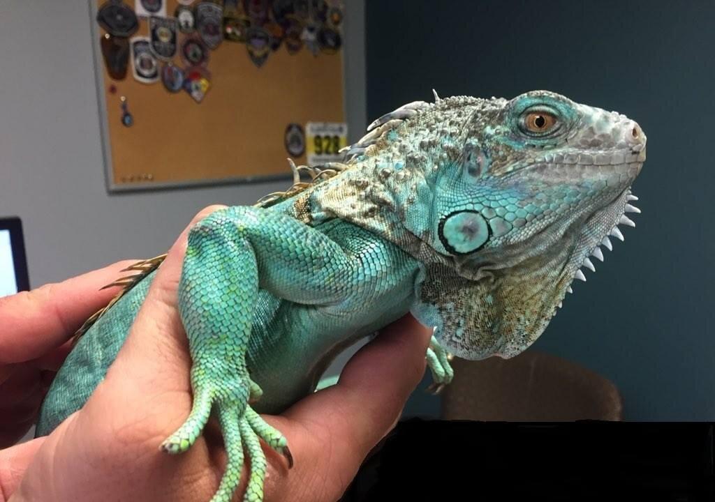 Iguana Injured After Being Swung Around By Its Tail and Thrown, Now in Protective Custody
