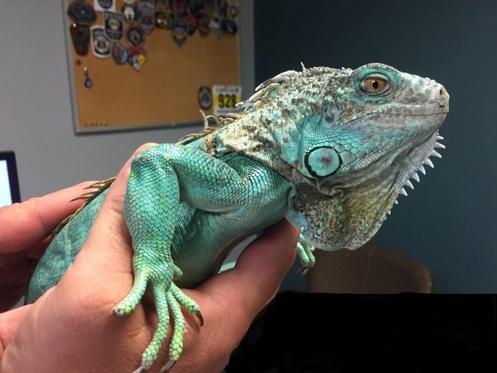 Iguana Injured After Being Swung Around By Its Tail and Thrown, Now in Protective Custody
