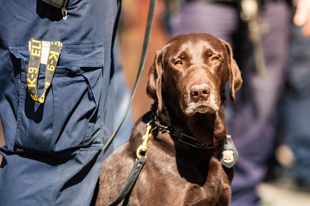 Officer and His Dog Sit for Official Photoshoot, but the Cute K-9 Can’t Take It Seriously