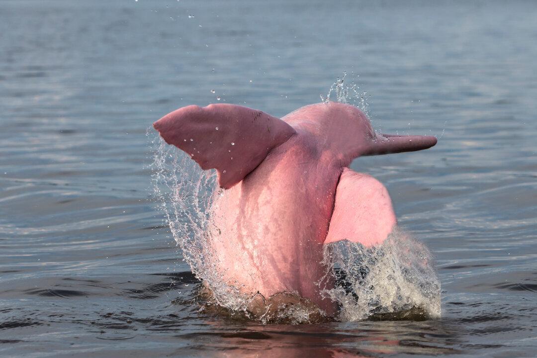 Video: Boaters Spot Pink Dolphin in Louisiana River With Her Pink Baby Calf