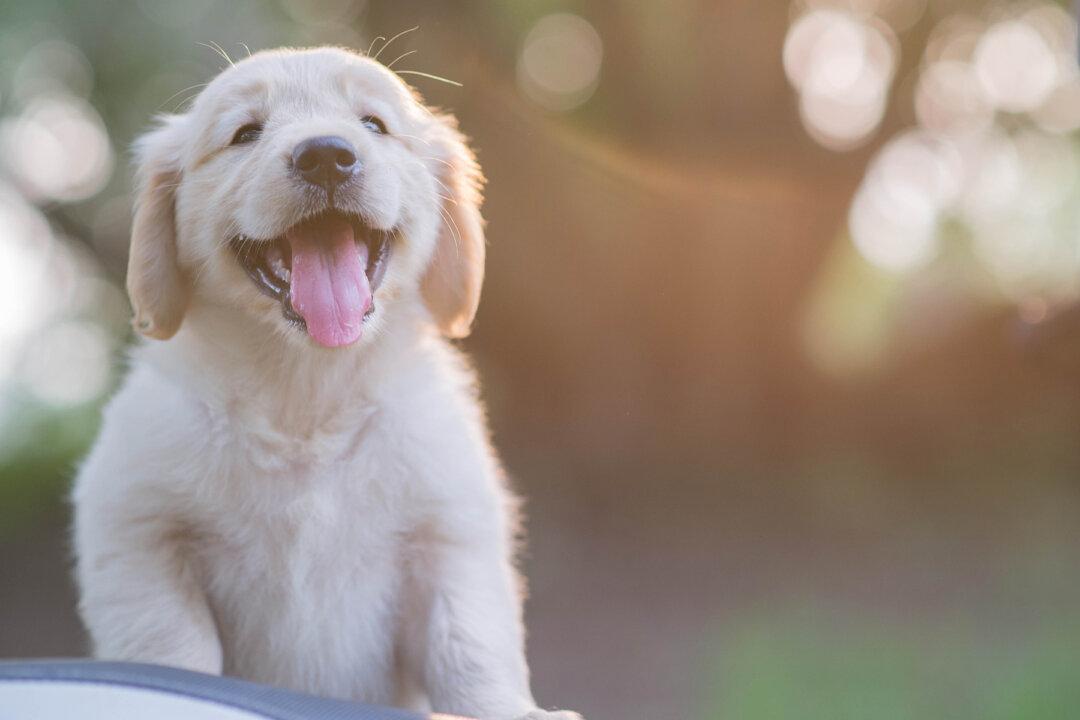 Thieves Who Stole Puppy Promptly Return After Finding out It’s ‘Secret’