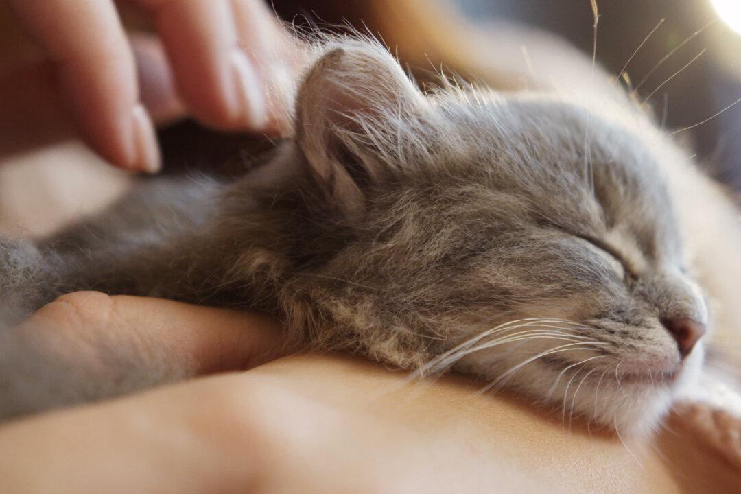 Woman Rescues Kitten With 2 Faces. After Hearing Vet’s Diagnosis, She Makes Tough Choice