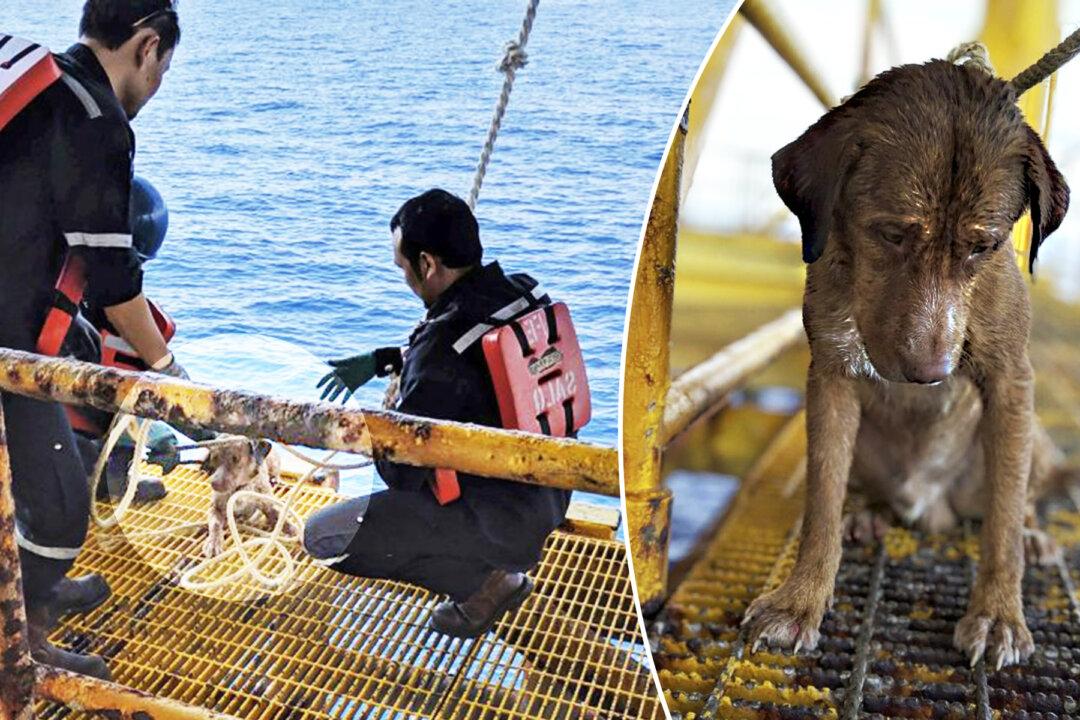 Exhausted Dog Swimming 135 Miles Out at Sea Gets Rescued, It’s a Puzzle How It Got There