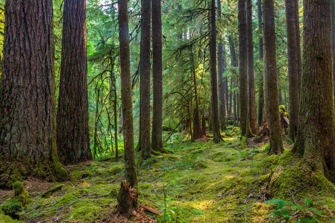 Video: Man Finds Hidden ‘Time Capsule’ Mansion Amid French Forest