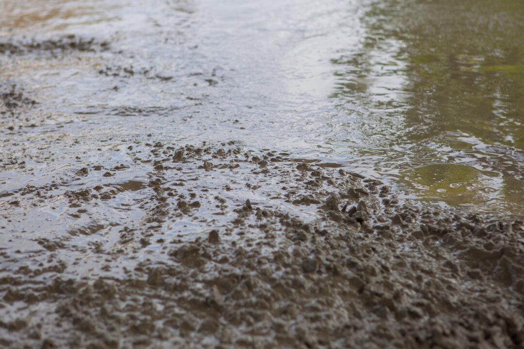 Man Thinks Huge Beaver Is Stuck in Muddy Creek but Finds Something Else on Closer Look