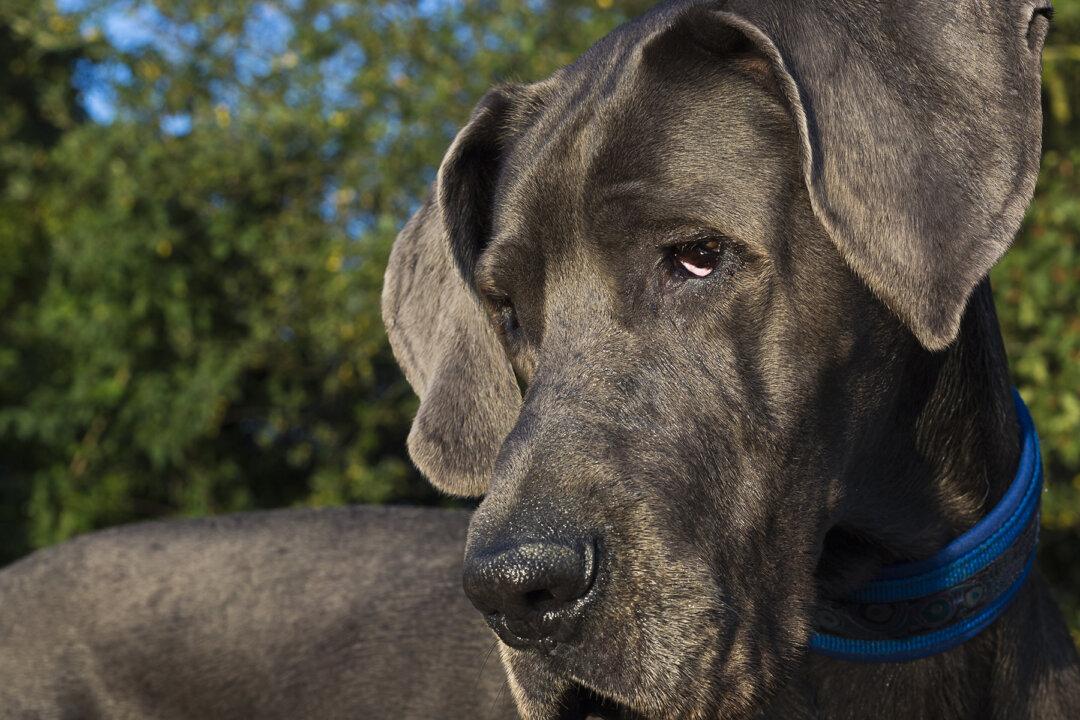 Dog Owner Discovers Great Dane She Adopted Has 28 More Teeth Than Normal