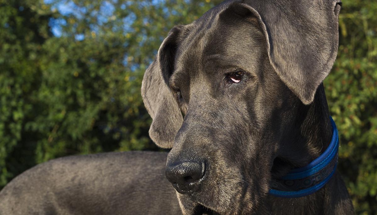Dog Owner Discovers Great Dane She Adopted Has 28 More Teeth Than Normal