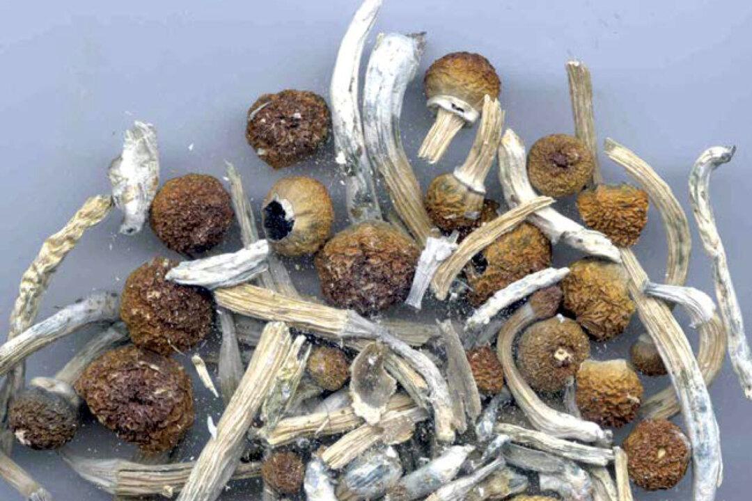Montreal Police Raid Magic Mushroom Shop Within Hours of Opening